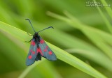 Burnet Moth 02_07_06_3